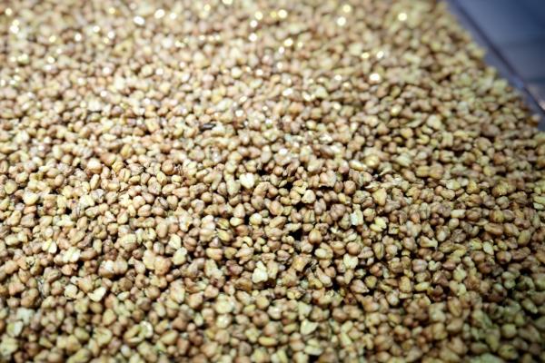 蕎麥茶的功效與作用、禁忌和食用方法