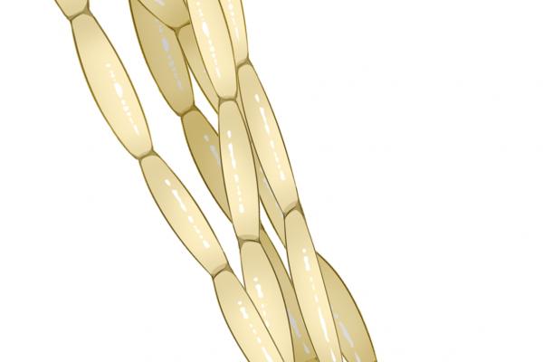 白茅根的功效與作用、禁忌和食用方法-易網<a href=http://www.xllyou.com/ target=_blank class=infotextkey>健康養生</a>網 白茅根的功效與作用、禁忌和食用方法