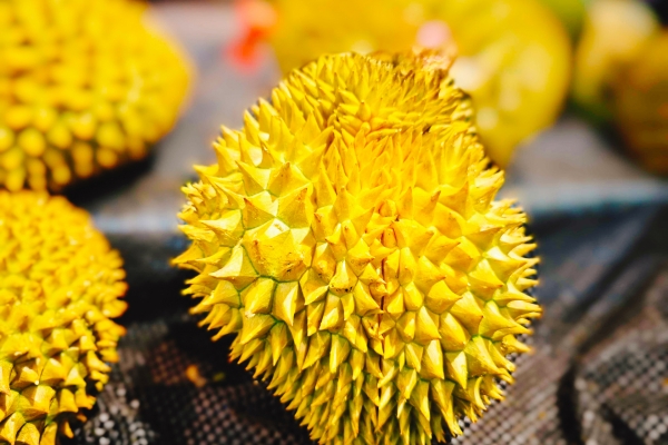 女性尿酸高能吃榴蓮嗎-易網<a href=http://www.xllyou.com/ target=_blank class=infotextkey>健康養生</a>網 女性尿酸高能吃榴蓮嗎