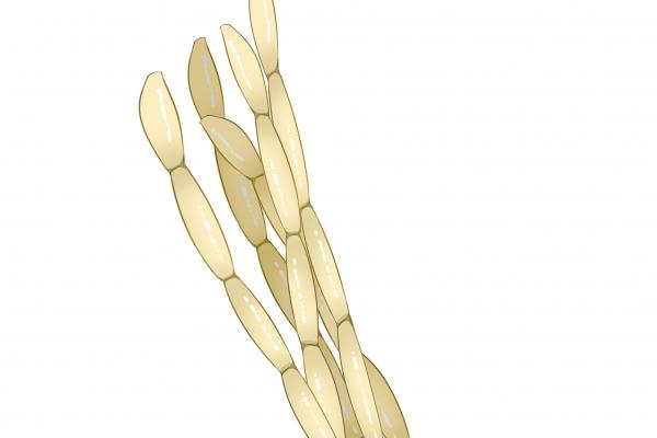 白茅根的功效與作用、禁忌和食用方法-易網健康<a href=http://www.xllyou.com/jkys/ target=_blank class=infotextkey>養生</a>網 白茅根的功效與作用、禁忌和食用方法