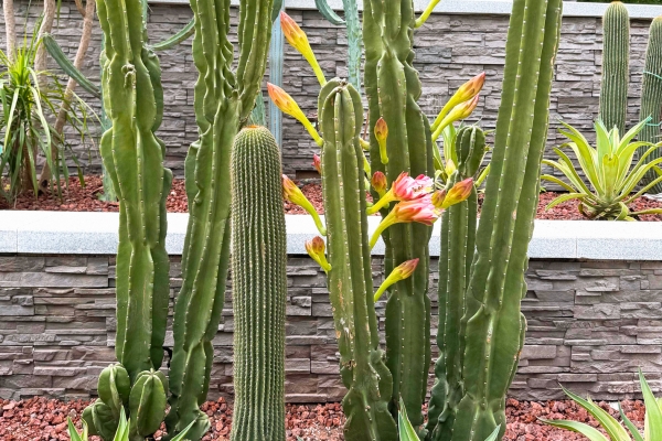 仙人掌果的功效與作用、禁忌和食用方法-易網(wǎng)健康<a href=http://www.xllyou.com/jkys/ target=_blank class=infotextkey>養(yǎng)生</a>網(wǎng) 仙人掌果的功效與作用、禁忌和食用方法