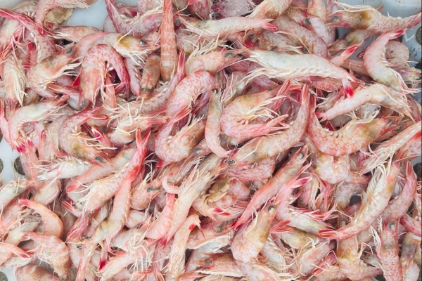 肝硬化能不能吃蠣蝦-易網健康<a href=http://www.xllyou.com/jkys/ target=_blank class=infotextkey>養生</a>網 肝硬化能不能吃蠣蝦