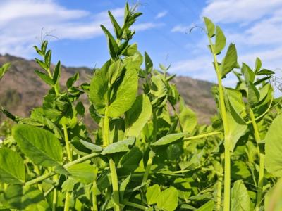 豌豆尖是發(fā)物嗎