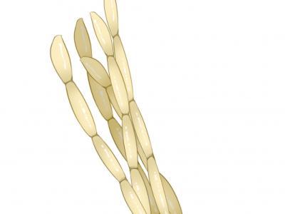 白茅根的功效與作用、禁忌和食用方法