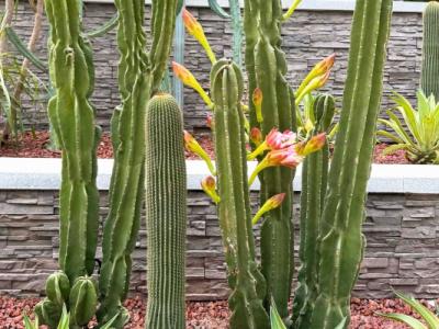 仙人掌果的功效與作用、禁忌和食用方法