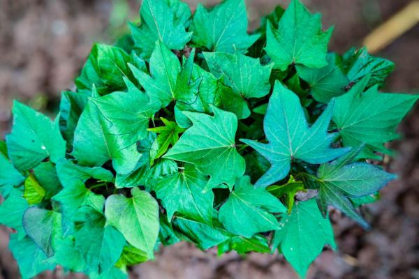 紅薯葉的功效與作用、禁忌和食用方法