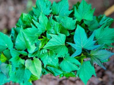 紅薯葉的功效與作用、禁忌和食用方法