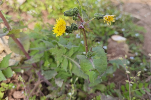 苦菜的功效與作用、禁忌和食用方法