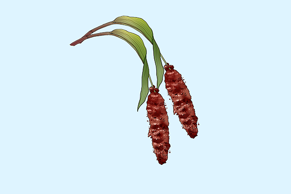 藜麥的功效與作用、禁忌和食用方法