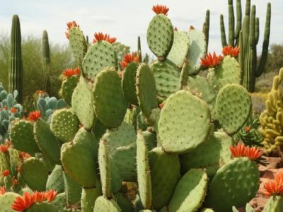 仙人掌的功效與作用、禁忌和食用方法
