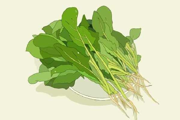 菠菜羊肉能一起吃嗎-易網健康<a href=http://www.xllyou.com/jkys/ target=_blank class=infotextkey>養生</a>網 菠菜羊肉能一起吃嗎