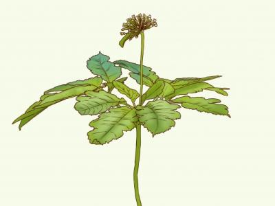 費菜的功效與作用、禁忌和食用方法