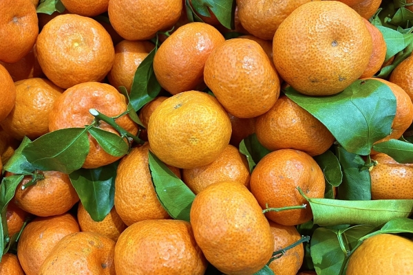 砂糖橘和葡萄柚的健康搭配方法有哪些