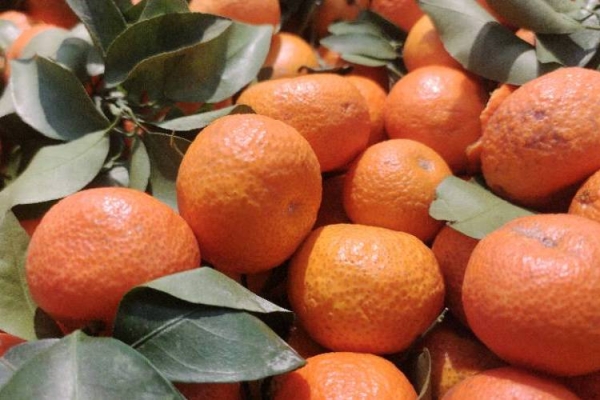 砂糖橘的健康功效有哪些