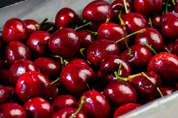 車厘子適合糖尿病患者食用嗎-易網健康<a href=http://www.xllyou.com/jkys/ target=_blank class=infotextkey>養生</a>網 車厘子適合糖尿病患者食用嗎