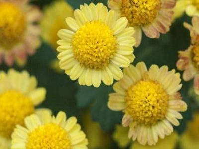 痔瘡的癥狀及治療方法,女性如何判斷自己得了痔瘡?