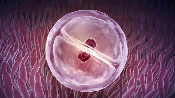 女性卵泡發(fā)育不良怎么辦 應(yīng)對卵泡異常的4個方法-易網(wǎng)<a href=http://www.xllyou.com/ target=_blank class=infotextkey>健康養(yǎng)生</a>網(wǎng) 女性卵泡發(fā)育不良怎么辦 應(yīng)對卵泡異常的4個方法