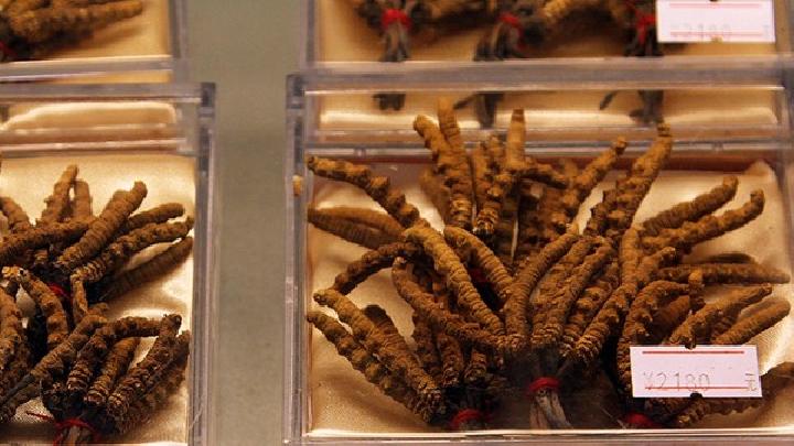 男性吃冬蟲夏草可以壯陽嗎 冬蟲夏草該怎么吃壯陽效果最佳-易網<a href=http://www.xllyou.com/ target=_blank class=infotextkey>健康養生</a>網 男性吃冬蟲夏草可以壯陽嗎 冬蟲夏草該怎么吃壯陽效果最佳