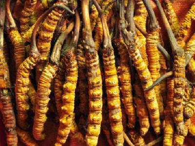 男性吃冬蟲夏草可以壯陽嗎 冬蟲夏草該怎么吃壯陽效果最佳