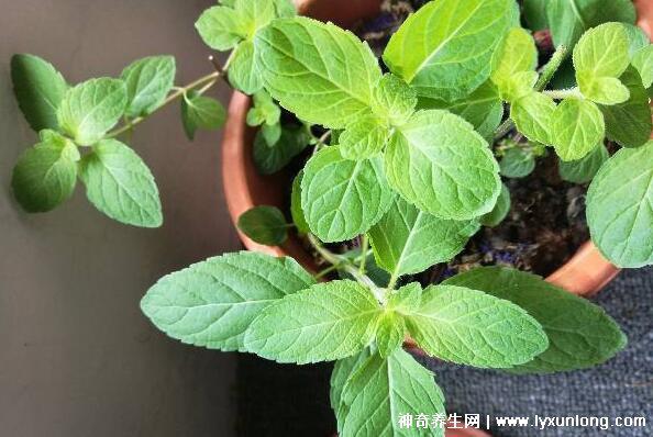 薄荷為什么是姨媽殺手,雖能緩解痛經但害處也是日積月累-易網健康<a href=http://www.xllyou.com/jkys/ target=_blank class=infotextkey>養生</a>網 薄荷為什么是姨媽殺手,雖能緩解痛經但害處也是日積月累