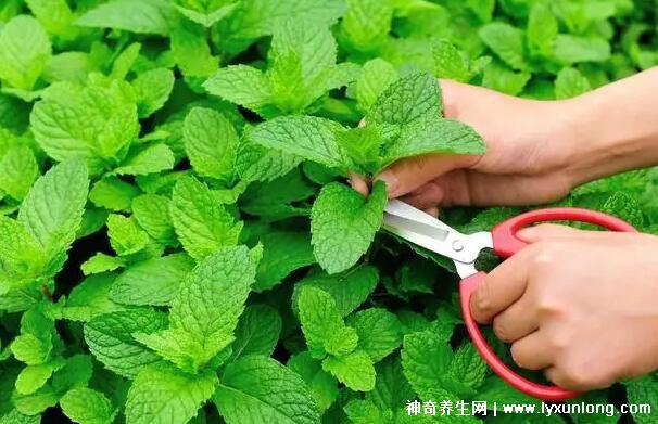 薄荷為什么是姨媽殺手,雖能緩解痛經但害處也是日積月累-易網<a href=http://www.xllyou.com/ target=_blank class=infotextkey>健康養生</a>網 薄荷為什么是姨媽殺手,雖能緩解痛經但害處也是日積月累