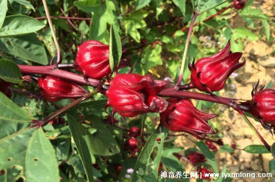 洛神花對(duì)男人性功能有幫助嗎?怎么發(fā)現(xiàn)和判斷洛神花真有那么好-易網(wǎng)<a href=http://www.xllyou.com/ target=_blank class=infotextkey>健康養(yǎng)生</a>網(wǎng) 洛神花對(duì)男人性功能有幫助嗎?怎么發(fā)現(xiàn)和判斷洛神花真有那么好