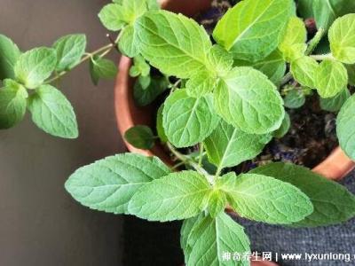 薄荷為什么是姨媽殺手，雖能緩解痛經但害處也是日積月累