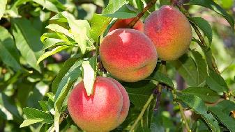 飲食減肥 戒掉食欲的5個最有效方式-易網健康<a href=http://www.xllyou.com/jkys/ target=_blank class=infotextkey>養生</a>網 飲食減肥 戒掉食欲的5個最有效方式