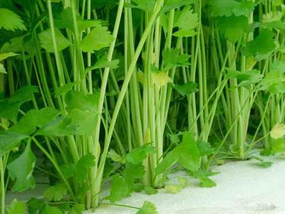 秋季最適宜吃的瘦身蔬果餐