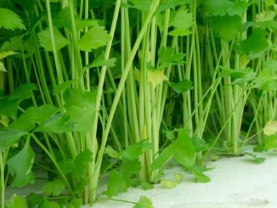 減肥期間吃什么最容易瘦？減肥餐食譜大全