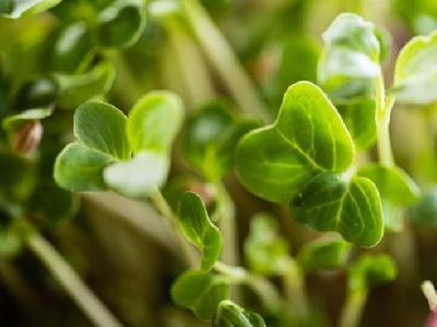 經期如何減肥?經期后七天減肥法推薦