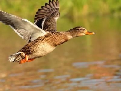 生姜蜂蜜水能減肥嗎?生姜蜂蜜水的減肥功效怎么樣?