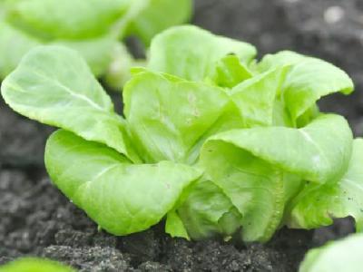 蜂蜜水減肥法有哪些?如何用蜂蜜減肥?