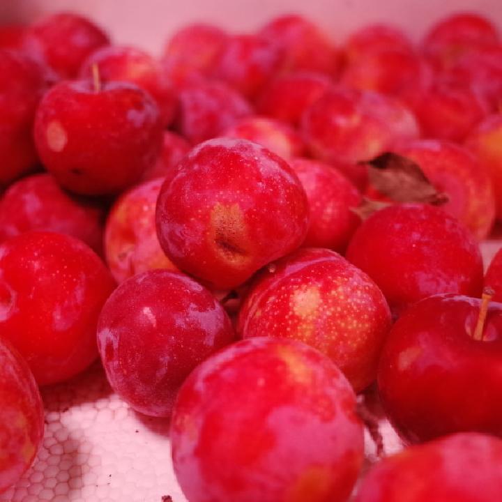 中藥美容減肥茶有什么?推薦這4款就能瘦身又滋補-易網健康<a href=http://www.xllyou.com/jkys/ target=_blank class=infotextkey>養生</a>網 中藥美容減肥茶有什么?推薦這4款就能瘦身又滋補