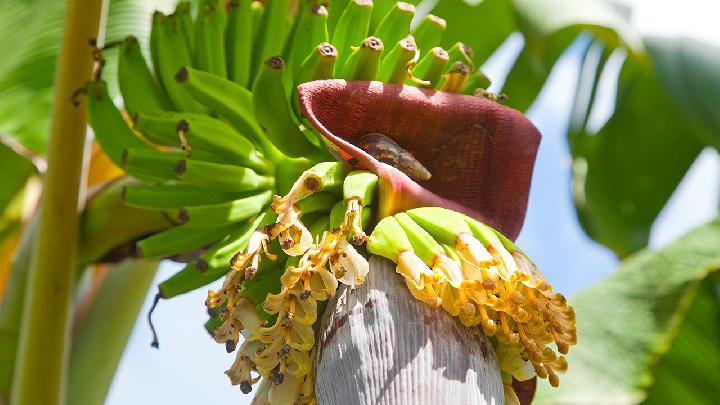 干苦瓜減肥效果怎么樣？干苦瓜減肥的正確方法