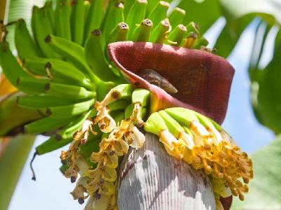 干苦瓜減肥效果怎么樣?干苦瓜減肥的正確方法