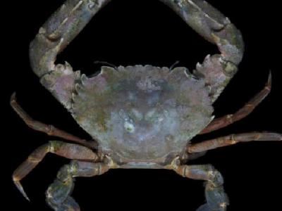 減肥時期吃什么水果好?利于減肥的水果有哪些?