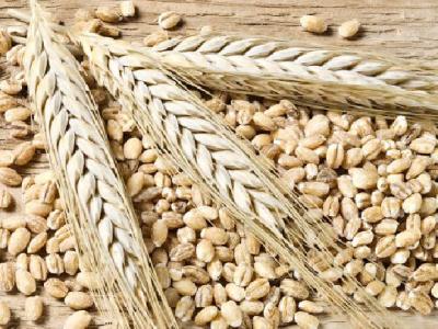 多吃芹菜能減肥嗎?芹菜怎么吃減肥?