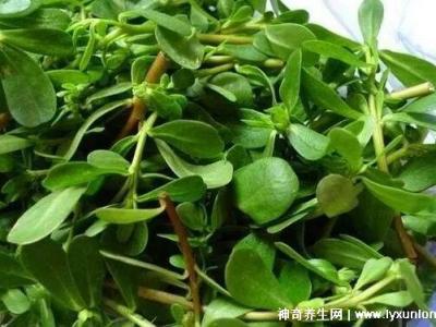 馬齒莧怎樣用祛斑效果好，內服外用(2-3周淡化雀斑)