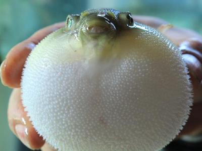 午飯吃什么減肥?減肥期間飲食要注意什么?