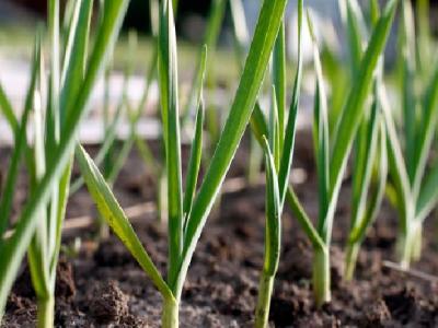 生吃洋蔥可以減肥嗎?洋蔥有哪些功效?