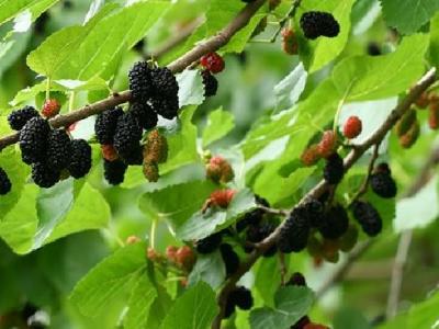 鹽水減肥法要怎么操作？教你兩步完成減肥工作