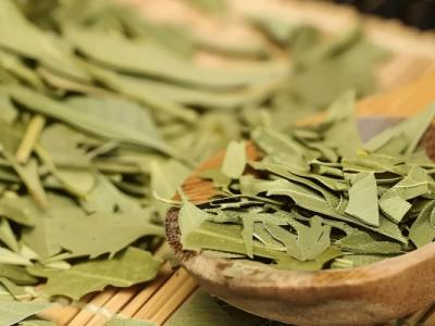 番瀉葉可以減肥嗎