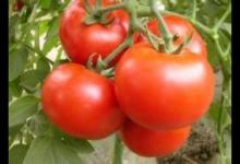 孕婦為什么喜歡吃酸?酸食選擇有講究