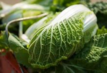 警惕！誤食這些食物當(dāng)心讓你中毒