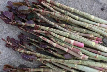 嚼一口酸筒桿！相當(dāng)于五根冰棒下肚