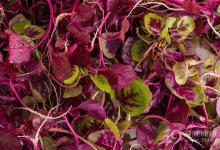 你知道嗎?夏天常吃莧菜有這4個好處