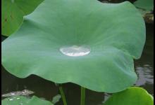 小暑即來 三款清涼去暑的茶飲送給你