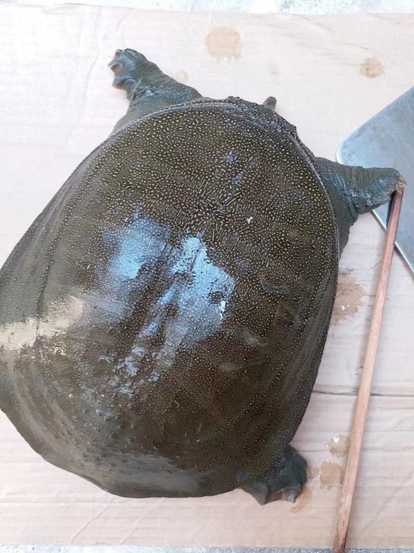 紅燒野生大王八的做法-咸鮮味燒菜譜-易網(wǎng)<a href=http://www.xllyou.com/ target=_blank class=infotextkey>健康養(yǎng)生</a>網(wǎng) 紅燒野生大王八的做法-咸鮮味燒菜譜