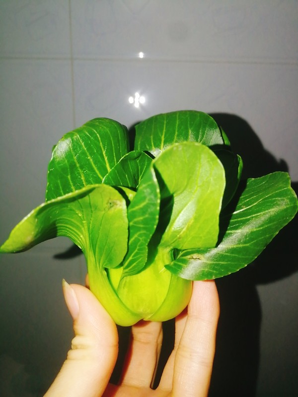 清炒小油菜的做法-家常味炒菜譜-易網(wǎng)<a href=http://www.xllyou.com/ target=_blank class=infotextkey>健康養(yǎng)生</a>網(wǎng) 清炒小油菜的做法-家常味炒菜譜